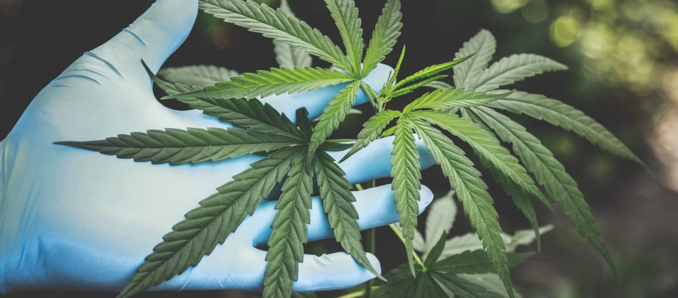 Κρήτη: Μίνι φυτεία κάνναβης εντόπισε ελικόπτερο της αστυνομίας